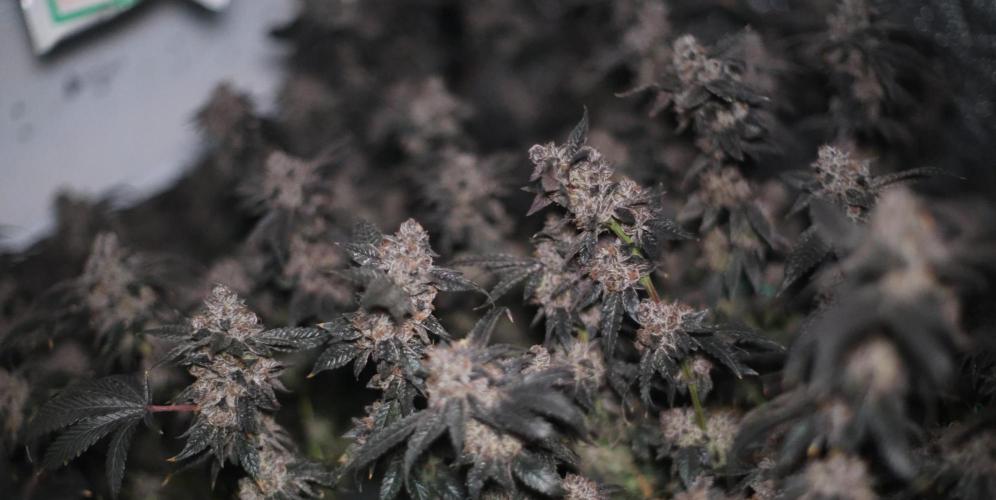 Menthol Runtz. Week 20
