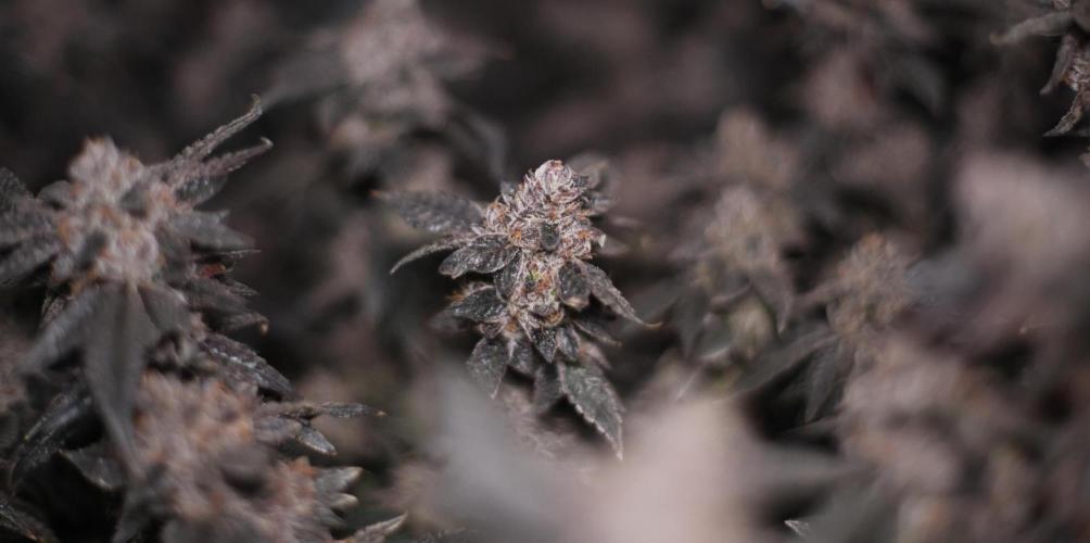 Menthol Runtz. Week 20