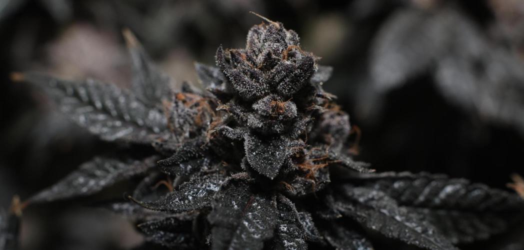 Menthol Runtz. Week 20