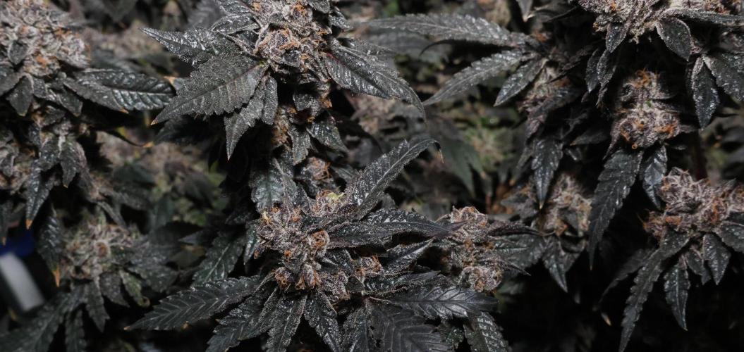Menthol Runtz. Week 20