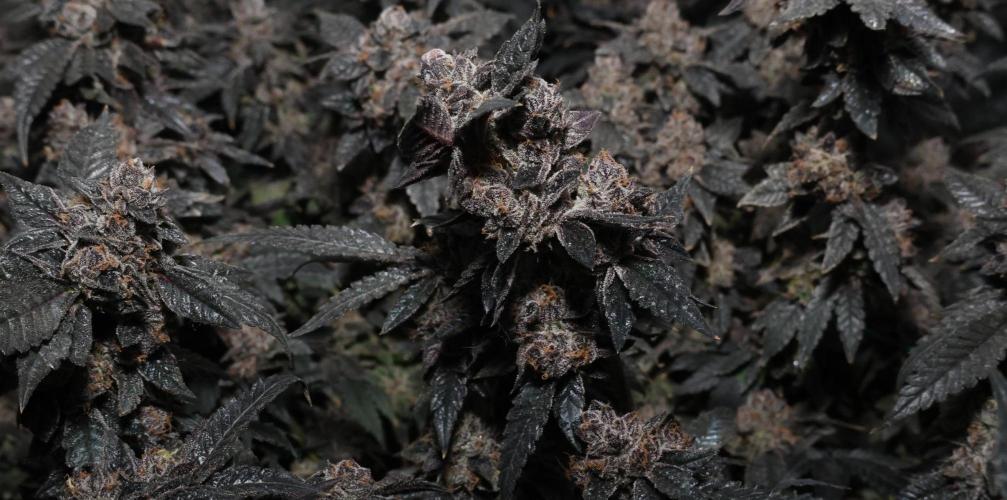 Menthol Runtz. Week 20