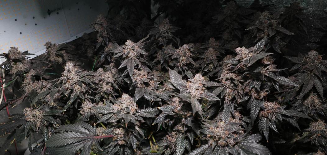 Menthol Runtz. Week 20
