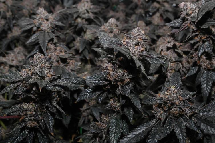 Menthol Runtz. Week 20