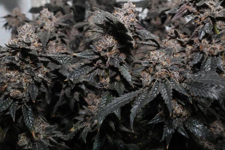 Menthol Runtz. Week 20