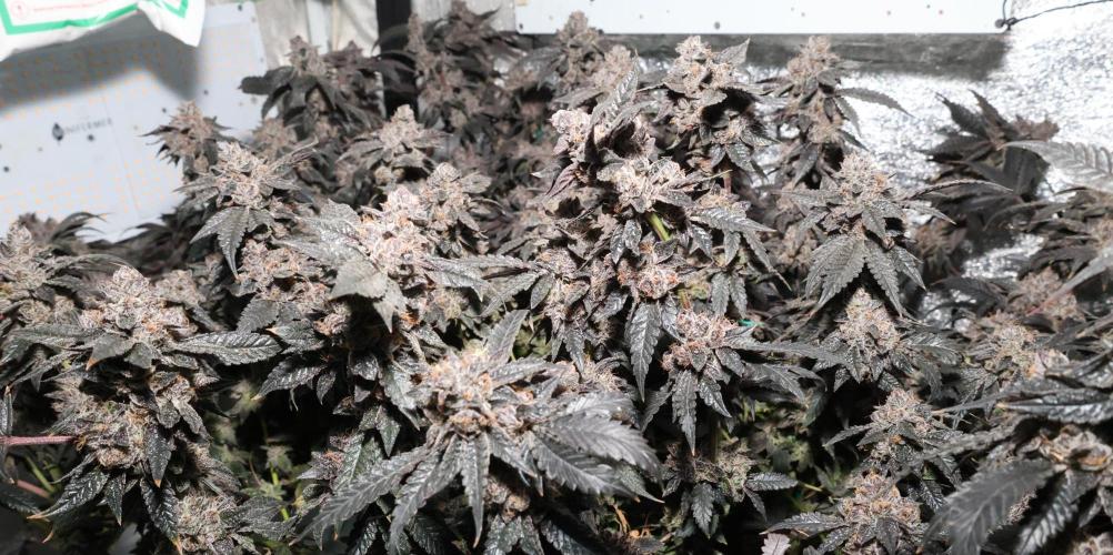 Menthol Runtz. Week 20