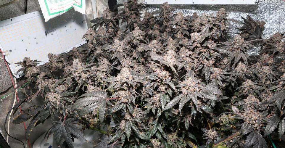 Menthol Runtz. Week 20