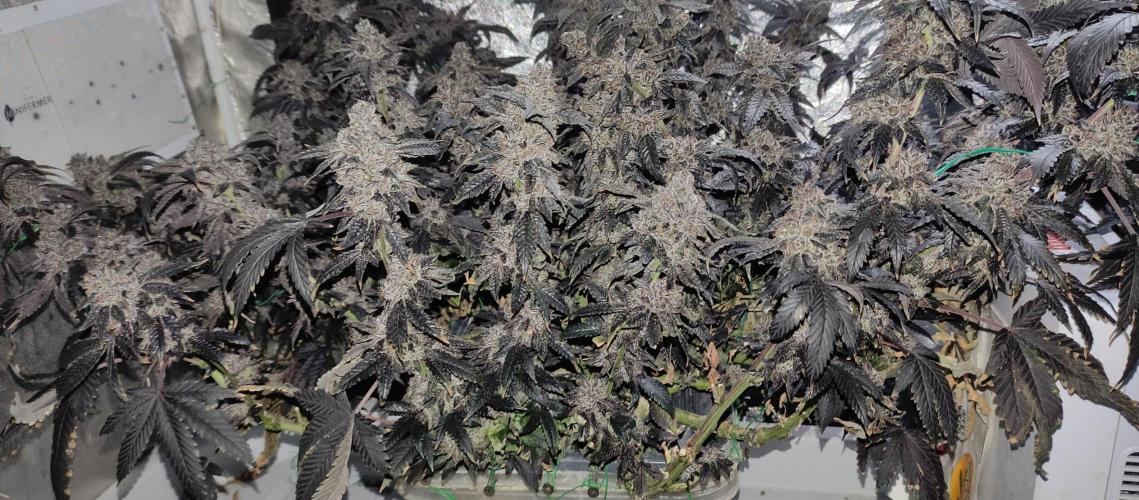 Menthol Runtz. Week 21