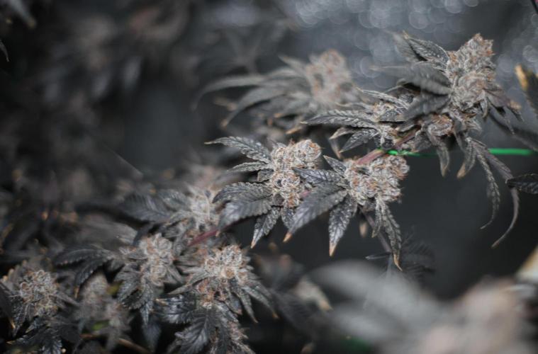 Menthol Runtz. Week 21