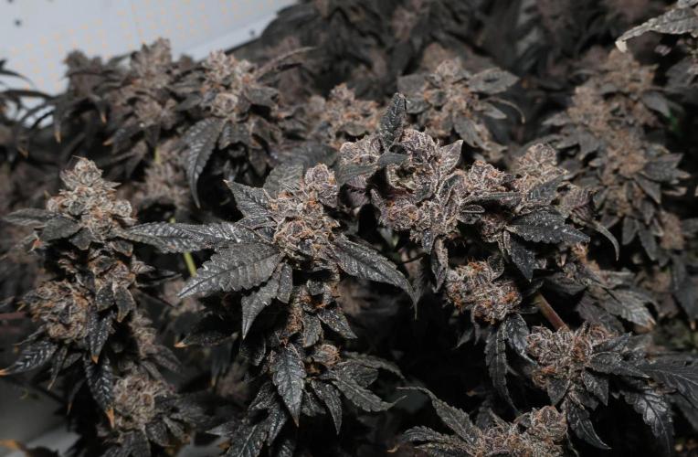 Menthol Runtz. Week 21