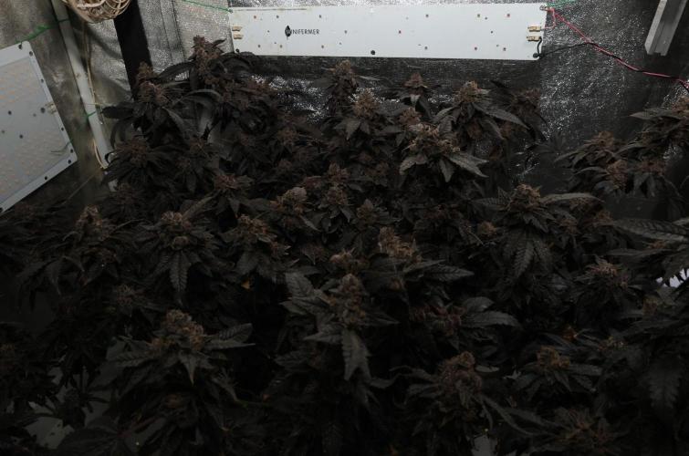 Menthol Runtz. Week 21