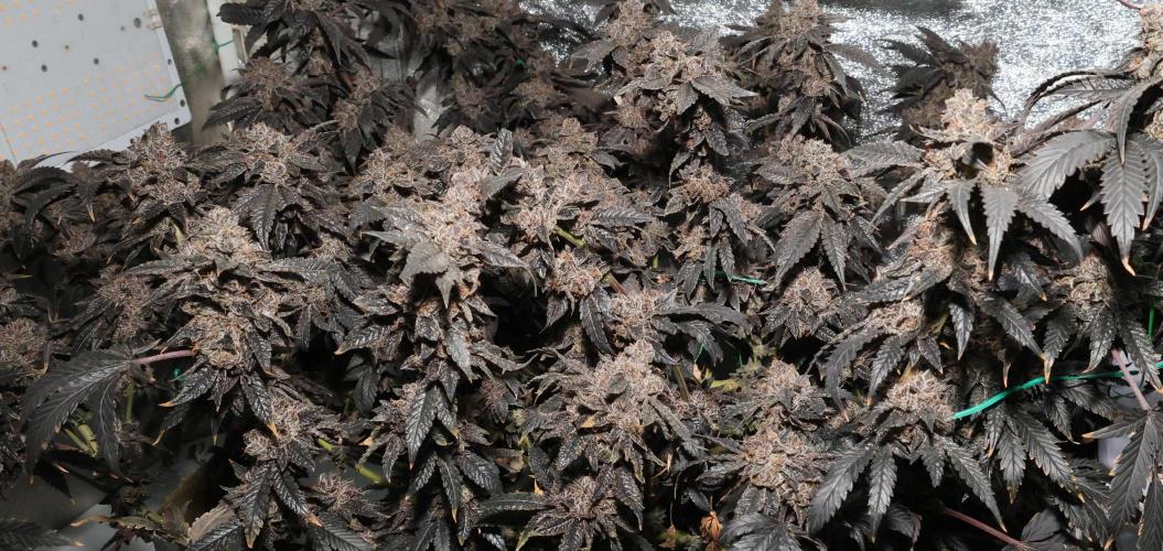 Menthol Runtz. Week 21