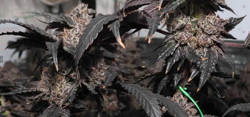 Menthol Runtz. Week 21