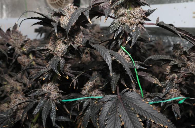 Menthol Runtz. Week 21