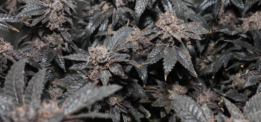 Menthol Runtz. Week 21