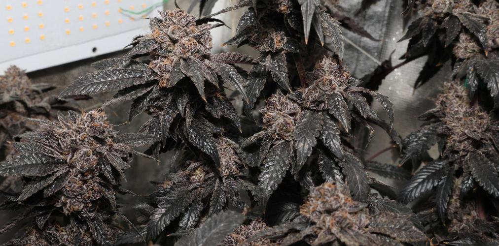 Menthol Runtz. Week 21