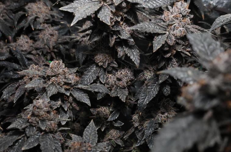 Menthol Runtz. Week 21