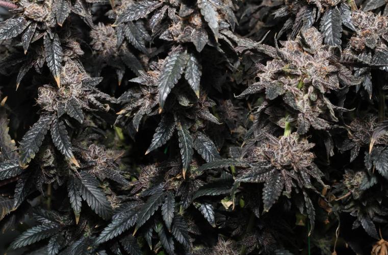 Menthol Runtz. Week 21