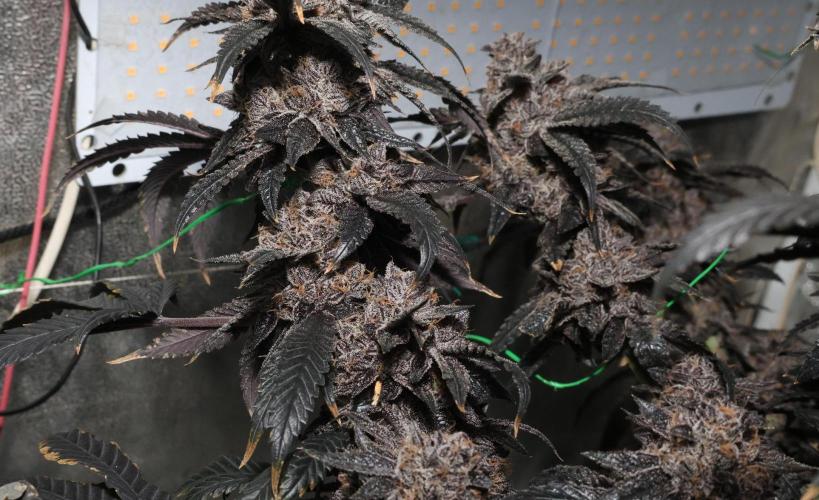 Menthol Runtz. Week 21