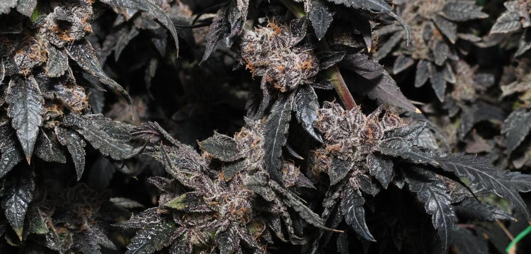 Menthol Runtz. Week 21