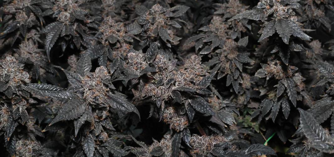 Menthol Runtz. Week 21