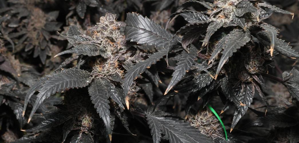 Menthol Runtz. Week 21