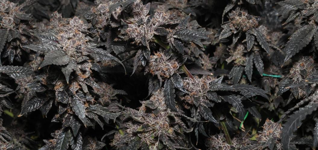 Menthol Runtz. Week 21