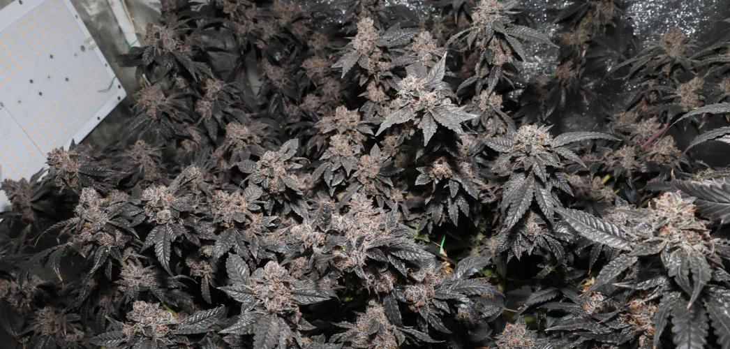 Menthol Runtz. Week 21