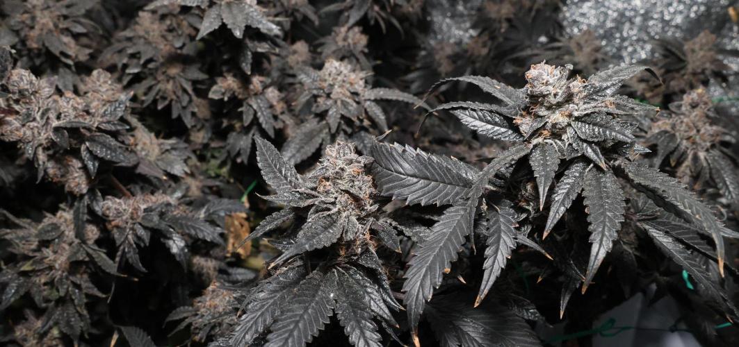 Menthol Runtz. Week 21