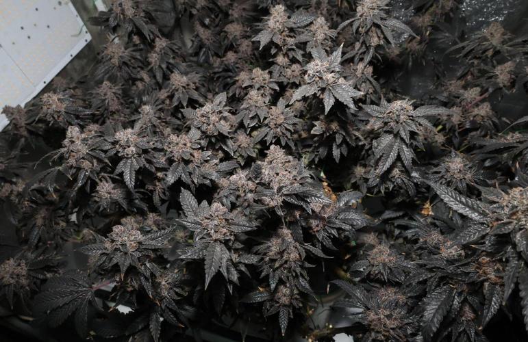 Menthol Runtz. Week 21