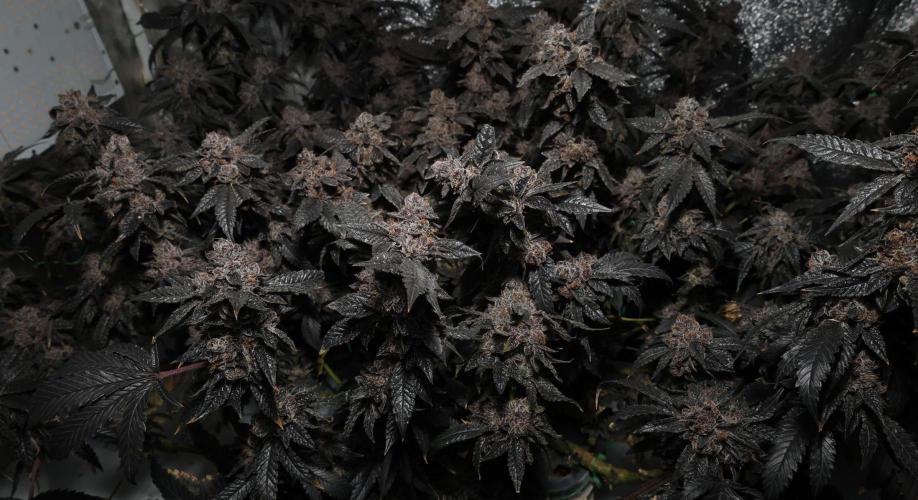 Menthol Runtz. Week 21