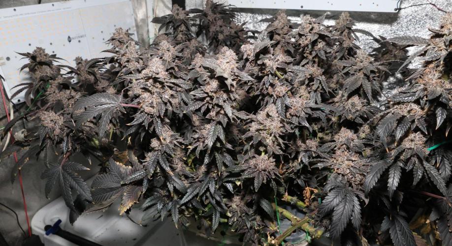 Menthol Runtz. Week 21