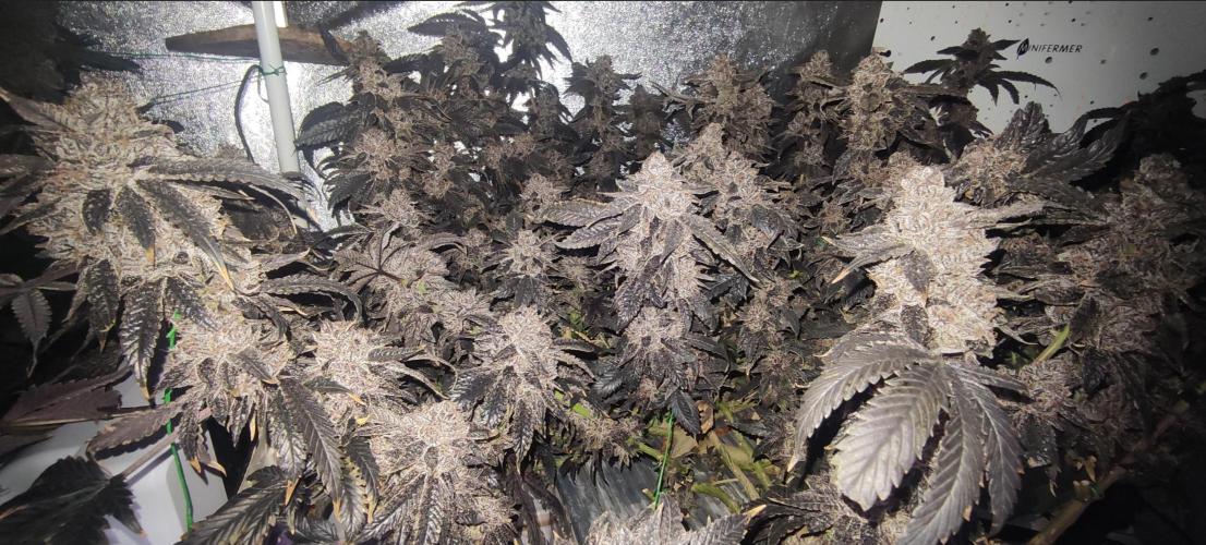 Menthol Runtz. Week 22