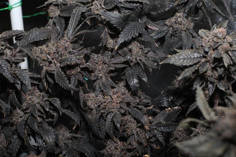 Menthol Runtz. Week 22