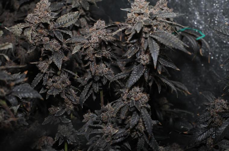 Menthol Runtz. Week 22