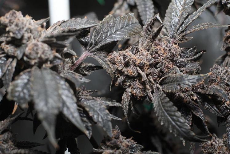 Menthol Runtz. Week 22