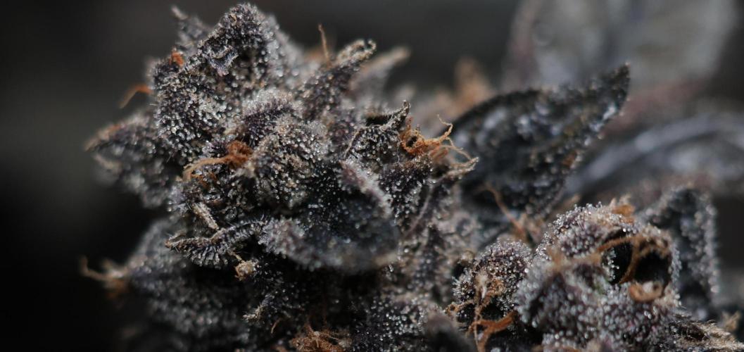 Menthol Runtz. Week 22