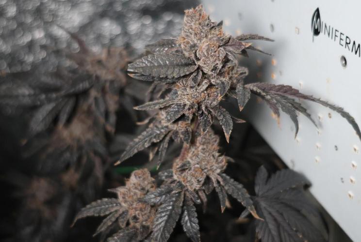 Menthol Runtz. Week 22