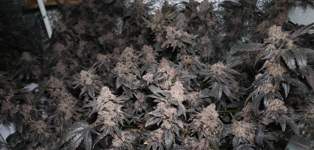 Menthol Runtz. Week 22