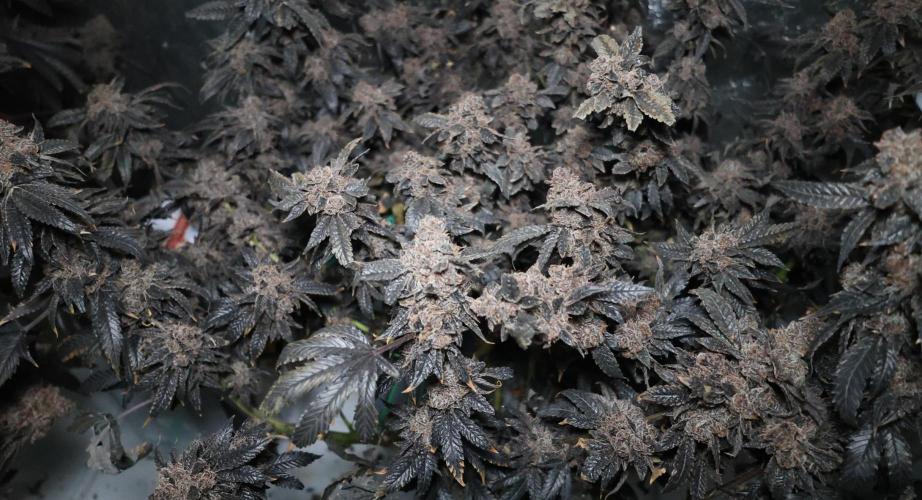 Menthol Runtz. Week 22