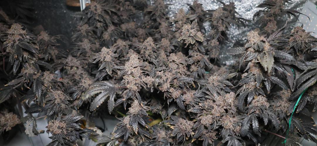 Menthol Runtz. Week 22