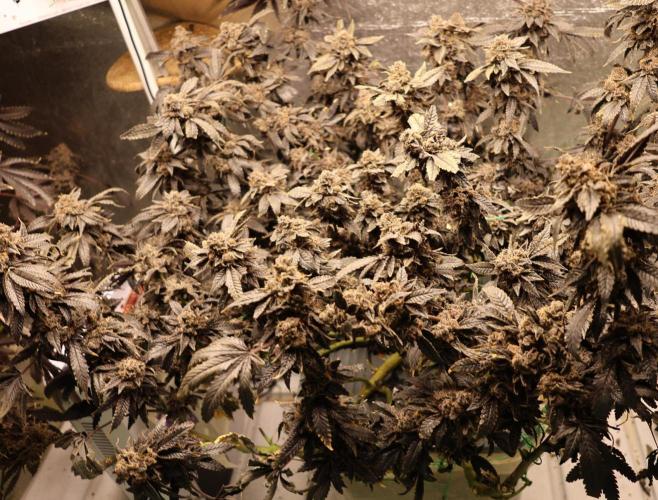 Menthol Runtz. Week 22