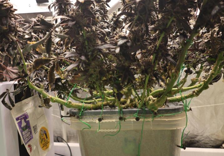 Menthol Runtz. Week 22