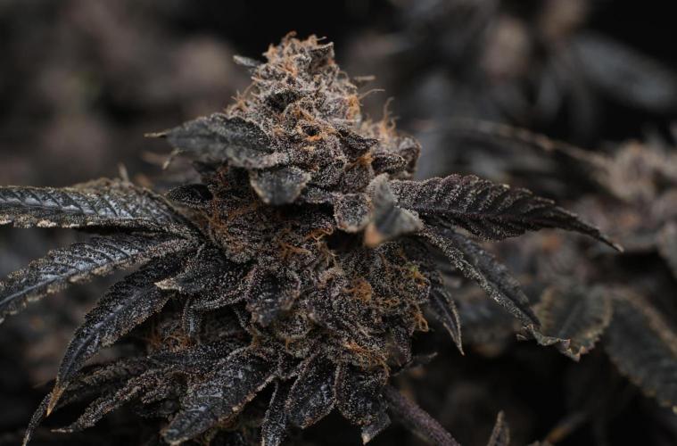 Menthol Runtz. Week 22
