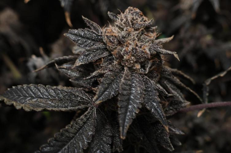 Menthol Runtz. Week 22