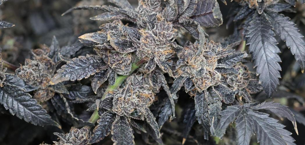 Menthol Runtz. Week 22