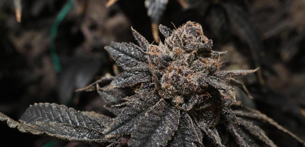 Menthol Runtz. Week 22