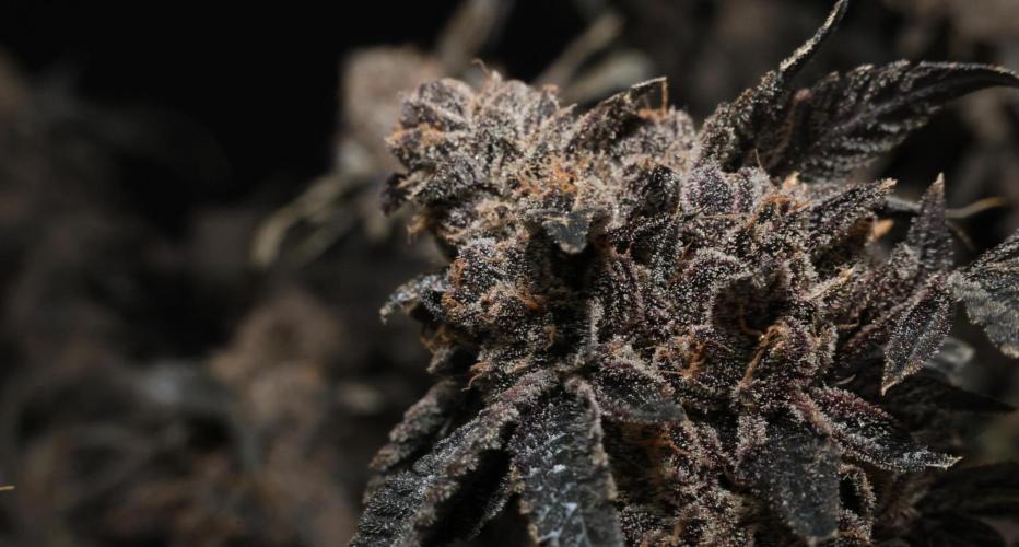 Menthol Runtz. Week 22