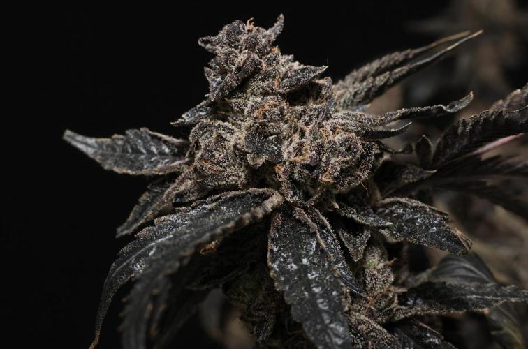 Menthol Runtz. Week 22