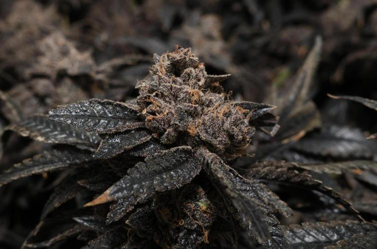 Menthol Runtz. Week 22