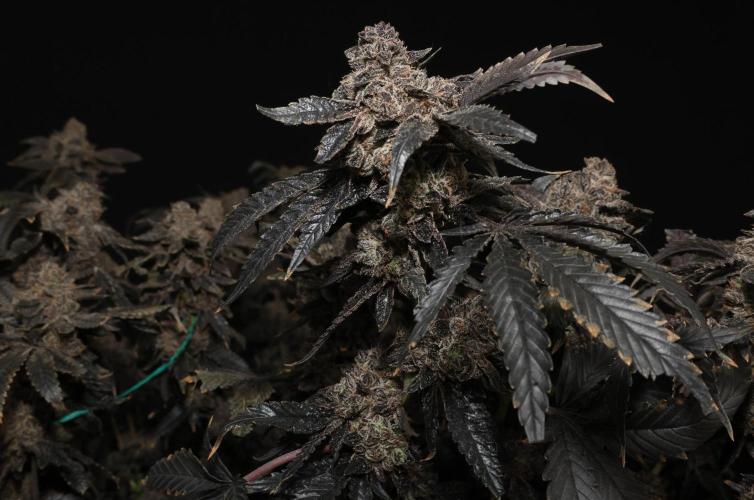 Menthol Runtz. Week 22